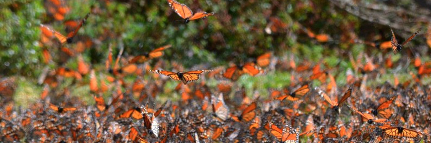 reserva-de-la-biosfera-mariposa-monarca